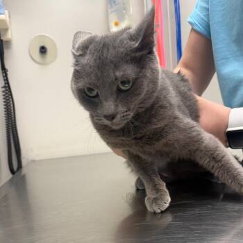 Domestic Short Hair Cats Available for Adoption in Great Falls, Montana - Blue | PetCurious