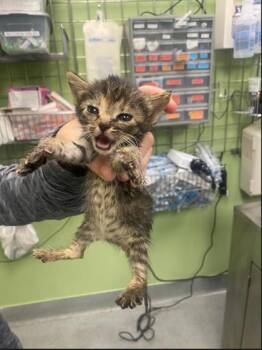 Rescue Domestic Short Hair Cats for Adoption in New Orleans, Louisiana - Marriott | PetCurious