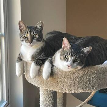 Theon -  Tabby Cat for Adoption in Cary, North Carolina - Theon | PetCurious