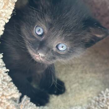 Domestic Short Hair Cats Available for Adoption in Bear, Delaware - Roxy | PetCurious