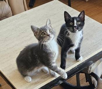 Boun -  Domestic Short Hair Cat for Adoption in Hillsboro, Oregon - Boun | PetCurious