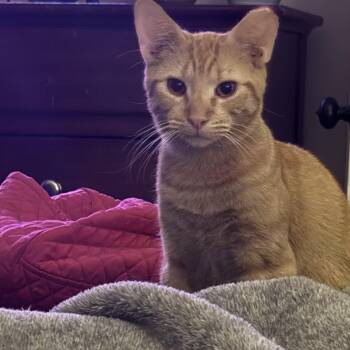 Rescue Domestic Short Hair Cats for Adoption in Statesboro, Georgia - Weezer | PetCurious