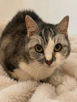 Domestic Short Hair Cats Available for Adoption in Columbia, Tennessee - Princess | PetCurious