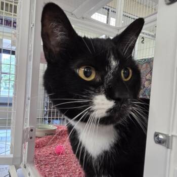 Tuna -  Domestic Short Hair Cat for Adoption in Oshkosh, Wisconsin - Tuna | PetCurious