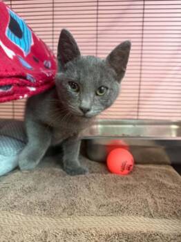 RAYMOND -  Domestic Short Hair Cat for Adoption in Hagerstown, Maryland - RAYMOND | PetCurious