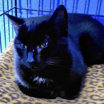 Domestic Short Hair Cats Available for Adoption - Harlow | PetCurious