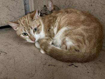 Domestic Short Hair Cats Available for Adoption - A470836 | PetCurious