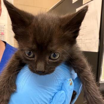 Chalk -  Domestic Short Hair Cat for Adoption in Troy, Virginia - Chalk | PetCurious