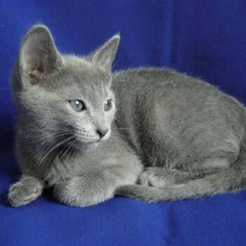 Charlotte (f) Blue Russian 3mths -  Russian Blue Cat for Adoption in Ottawa, Ontario - Charlotte (f) Blue Russian 3mths | PetCurious