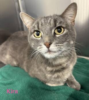 Kira -  Tabby Cat for Adoption in Las Vegas, Nevada - Kira | PetCurious