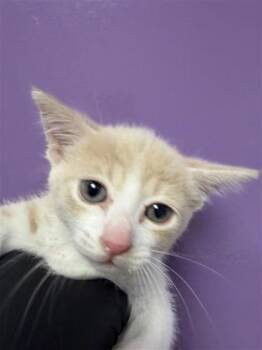 61487469 -  Domestic Short Hair Cat for Adoption in El Paso, Texas - 61487469 | PetCurious
