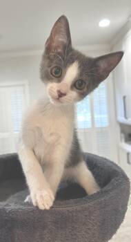 Nugget (Q tip tail) -  Domestic Short Hair Cat for Adoption in Houston, Texas - Nugget (Q Tip Tail) | PetCurious