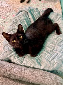 Posey -  Domestic Short Hair Cat for Adoption in Scottsburg, Indiana - Posey | PetCurious