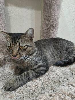 Birdie -  Domestic Short Hair Cat for Adoption in Taycheedah, Wisconsin - Birdie | PetCurious