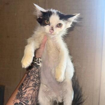 Chandler -  Domestic Medium Hair Cat for Adoption in New Fairfield, Connecticut - Chandler | PetCurious