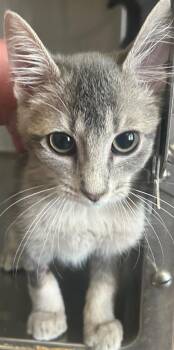 Opal -  Domestic Short Hair Cat for Adoption in Cumming, Georgia - Opal | PetCurious