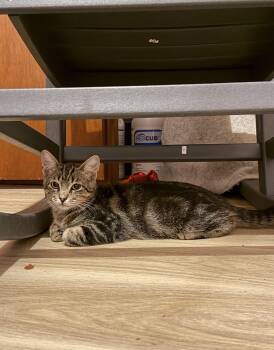 Casper -  Domestic Short Hair Cat for Adoption in Chickasaw, Alabama - Casper | PetCurious