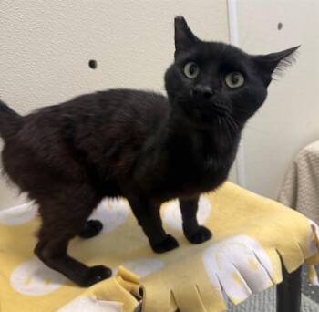 MATT -  Domestic Short Hair Cat for Adoption in Peoria, Illinois - MATT | PetCurious