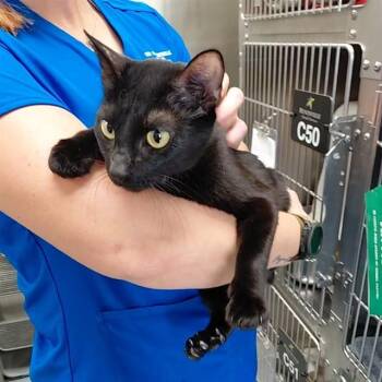 Domestic Short Hair Cats Available for Adoption - MINKY | PetCurious