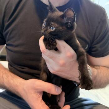 Charlie Brown -  American Shorthair Cat for Adoption in New York, New York - Charlie Brown | PetCurious