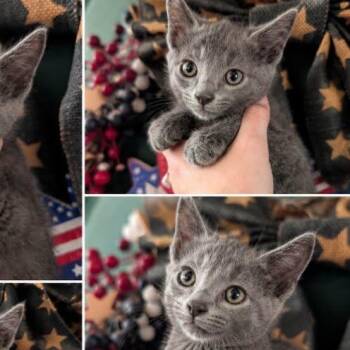 Sassy and Sable -  Russian Blue Cat for Adoption in Gun Barrel City, Texas - Sassy And Sable | PetCurious