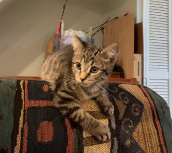 Rescue Domestic Short Hair Cats for Adoption in Greenville, Delaware - Apple, Willow Grove Area, (FCID 11/04/2025-141) | PetCurious