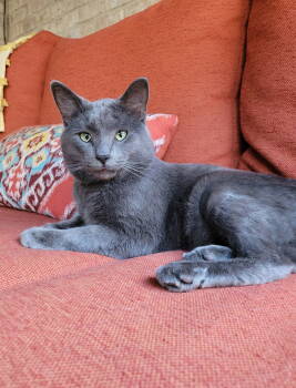 Rescue Russian Blue and Domestic Short Hair Cats for Adoption in Nashville, Tennessee - Wasabi | PetCurious