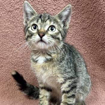 Lorraine -  Domestic Short Hair Cat for Adoption in Saint Joseph, Missouri - Lorraine | PetCurious