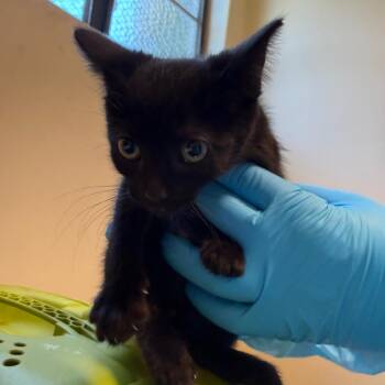 Leila -  Domestic Short Hair Cat for Adoption in Pasadena, California - Leila | PetCurious