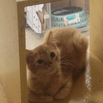 Willis -  Domestic Long Hair Cat for Adoption in Rochester, Minnesota - Willis | PetCurious
