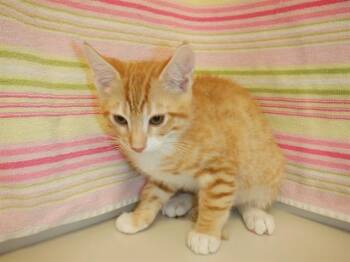 COPPER -  Domestic Short Hair Cat for Adoption in San Jose, California - COPPER | PetCurious