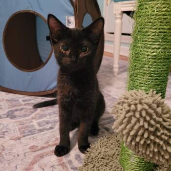 Summit -  Domestic Short Hair Cat for Adoption in Lyndhurst, Virginia - Summit | PetCurious