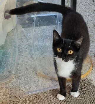 Pixel -  Domestic Short Hair Cat for Adoption in Evans, Georgia - Pixel | PetCurious