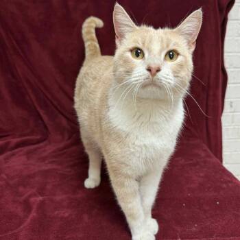 Rescue Domestic Short Hair Cats for Adoption in Waterloo, Iowa - Santiago | PetCurious