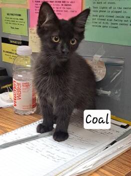 Coal:  DLH (FCID# 07/08/2026 - 3 Brandywine PS) DC -  Domestic Long Hair Cat for Adoption in Greenville, Delaware - Coal:  DLH (FCID# 07/08/2026 - 3 Brandywine PS) DC | PetCurious