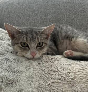 Rescue Domestic Short Hair and Tabby Cats for Adoption in Lemont, Illinois - Parker | PetCurious