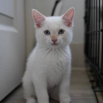 Rescue Domestic Short Hair Cats for Adoption in Sandy, Utah - Orpheus | PetCurious