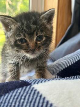 Taffy -  Domestic Short Hair Cat Available for Adoption in Lakeville, Minnesota - Taffy | PetCurious