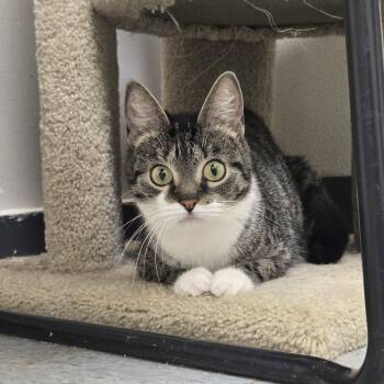 Pretzel -  Domestic Short Hair Cat for Adoption in Martinsville, Indiana - Pretzel | PetCurious