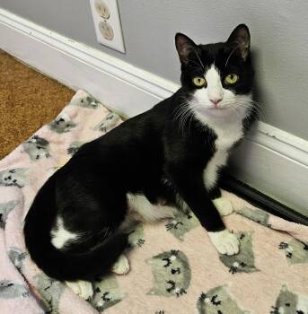 Domestic Short Hair Cats Available for Adoption in Brockport, New York - Minni | PetCurious