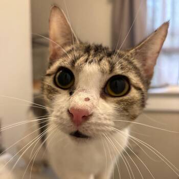 Domestic Short Hair Cats Available for Adoption in Inman, South Carolina - Arial (barn Cat) | PetCurious