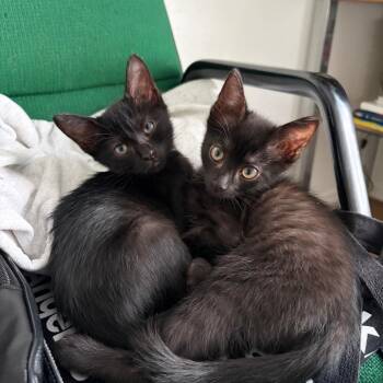 Mamani -  Domestic Short Hair Cat for Adoption in Spokane, Washington - Mamani | PetCurious