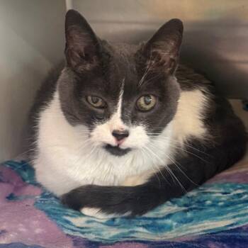 Kity cat -  Domestic Medium Hair Cat for Adoption in Cedaredge, Colorado - Kity Cat | PetCurious