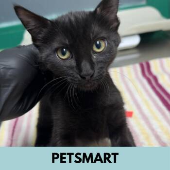 Bo -  Domestic Short Hair Cat for Adoption in Lakewood, Colorado - Bo | PetCurious