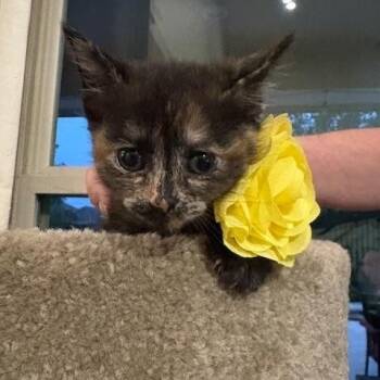 Tortoiseshell Cats Available for Adoption in Houston, Texas - Penny II | PetCurious