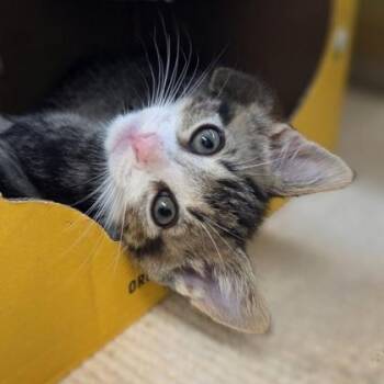 Diego -  Domestic Short Hair Cat for Adoption in Westland, Michigan - Diego | PetCurious