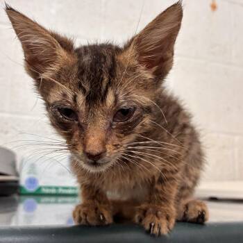 Francisco -  Domestic Short Hair Cat for Adoption in Edinburg, Texas - Francisco | PetCurious