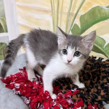 Lana -  Domestic Short Hair Cat for Adoption - Lana | PetCurious