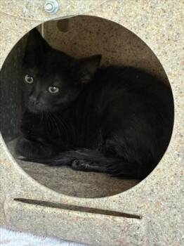 TAIRN -  Domestic Short Hair Cat for Adoption in Norco, California - TAIRN | PetCurious