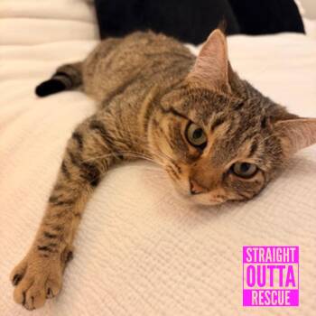 Domestic Short Hair Cats Available for Adoption in Vancouver, British Columbia - Dovey | PetCurious